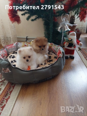 померан момче 