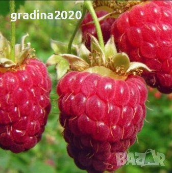 Малина Сорт Туламен - Rubus Tulameen, снимка 1 - Разсади - 42294111