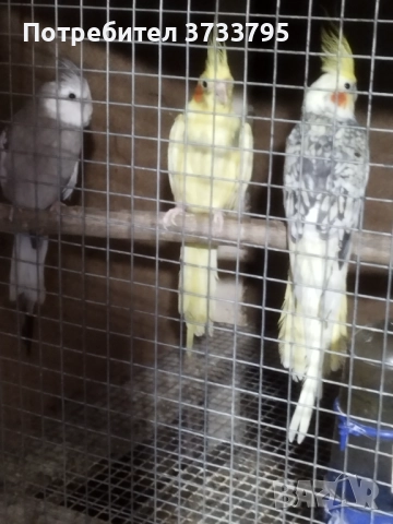 Корели , снимка 4 - Папагали - 51864905