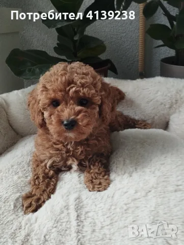 Poodle toy -мини пудел, снимка 8 - Пудели - 56315116