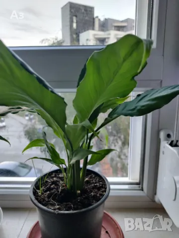 Цветя Спатифилум - в начало на цъфтеж, 6 броя налични, снимка 3 - Стайни растения - 47681002