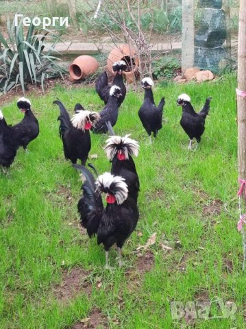 Продавам яйца от холандки , снимка 1