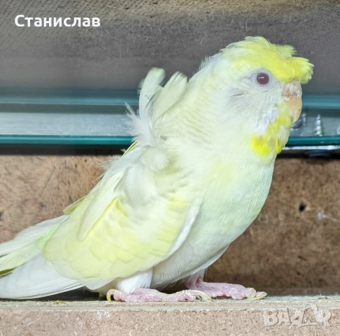 продавам вълнисти папагали, хиликоптери и чачулата амадинка, снимка 3 - Папагали - 53278956