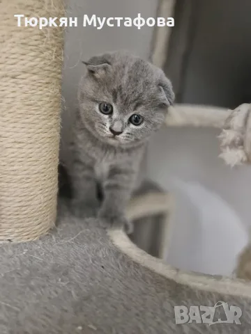 Шотландски и британси котета