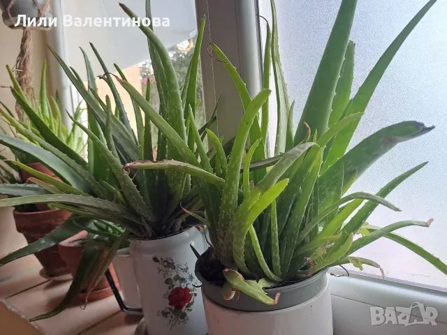 Лечебно алое вера , снимка 2 - Стайни растения - 56316489