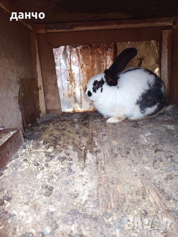 продавам зайци 