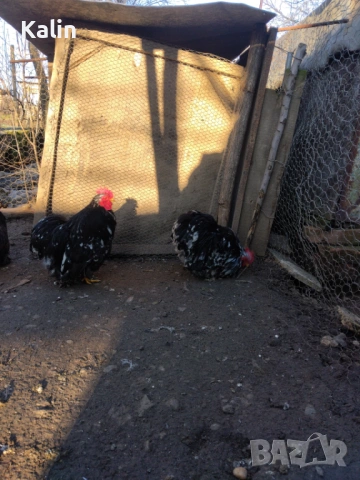 Продавам мини Кохин, снимка 4 - други­ - 51801851