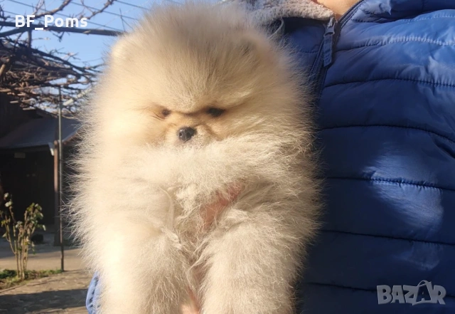 Страхотно момченце померан с родословие FCI, снимка 4 - Померан - 52918943