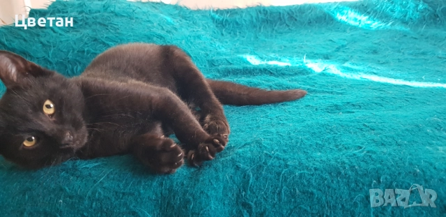 Коте, котка мъжка, снимка 7 - Други - 51740484