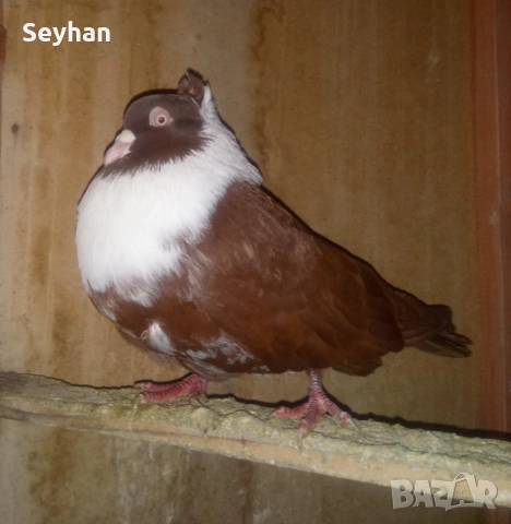 Чирпански гълъби , снимка 2 - Гълъби - 53099518