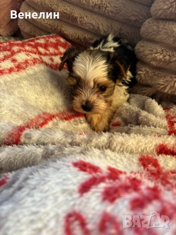 Йорки бивър Изгодно! , снимка 7 - Йоркширски териер - 52531398