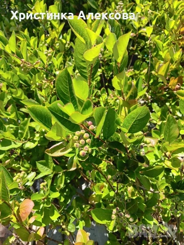 Арония фиданки, снимка 3 - Разсади - 47450537