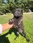  Кучета Кане Корсо, снимка 8