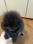 померан мини, снимка 9