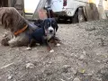 Ловджийско куче , снимка 5