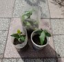 Дафинов лист , снимка 1 - Градински цветя и растения - 40207025