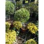 Olea europaea -stam 75cm Маслина, снимка 1 - Градински цветя и растения - 42549573