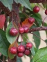 Декоративна червена ябълка , снимка 2