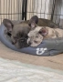 Френски булдог бебе/french bulldog, снимка 8