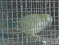 Монашески папагали Зрели , снимка 2