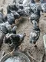 Сребърно кантиран виндот, снимка 3