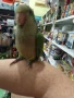Средни папагалчета монаси, снимка 3