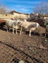 Продавам бременни овце , снимка 3
