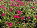 Делосперма/Delosperma cultivars sel® ‘LIDO MAGENTA’, снимка 5