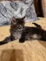 Мейн куун котета, снимка 4