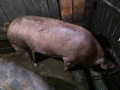 Продавам големи угоени прасета за коледа, снимка 2