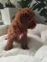 Poodle toy -мини пудел, снимка 5