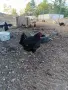 Продавам млади кокошки, снимка 4