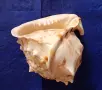Голяма естествена раковина"Рогат шлем" (Cassis cornuta). , снимка 4