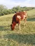 Продавам две юници, снимка 1