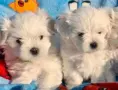 Чистокръвни малтийски болонки, снимка 2