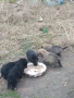 Малки женски овчарки , снимка 3