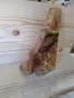 Уникална декоративна пластика / скулптура от туморна топола (кап) – ръчна изработка, снимка 8