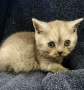 Британско късокосместо котенце , снимка 5