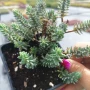 Седум „Син Смърч“, Sedum „Blue Spruce“, снимка 9