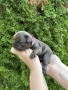 френски булдог/french Buldog, снимка 10