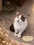 Британски котки , снимка 6