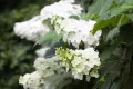Hydrangea quercifolia (Дъболистна хортензия), снимка 1