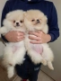 Померан малък шпиц момичета, снимка 4