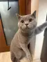 Чистокръвни Британски късокосмести котенца, снимка 8