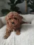 Poodle toy -мини пудел, снимка 8