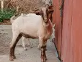 Предлагам две млади кози и един пръч. , снимка 4
