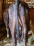бозайници и отбити телета , снимка 11