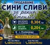 Сини сливи за ракия , снимка 1