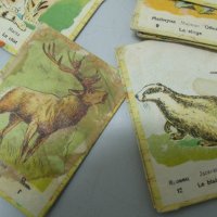 № 5978 стари детски карти / картинки   - картонени карти с картини на животни   - 19 броя   - размер, снимка 3 - Други ценни предмети - 35832619