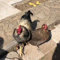 Катунски кокошки (Невероятни), снимка 3 - Кокошки и пуйки - 41768973